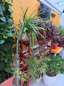 indoor plants