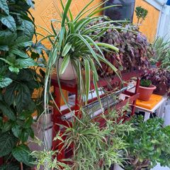 indoor plants