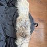 canada goose Image 7