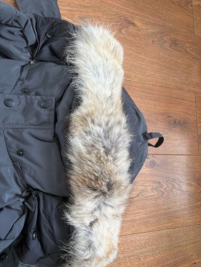 canada goose