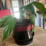 plant Image 5