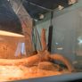 Vivarium bundle Image 5