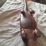 vintage carved crocodile Image 3