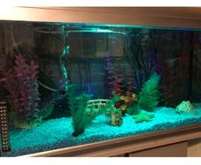 Fish tank