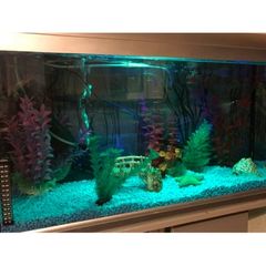 Fish tank