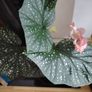 Begonia   Maculata Image 3