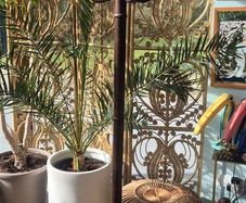 Bentwood Coat Stand