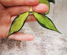 Hoya Polyneura Inner Variegated cutting