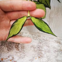 Hoya Polyneura Inner Variegated cutting