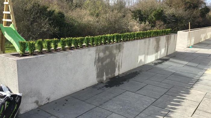 Box Hedging