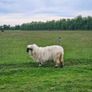 Valais Blacknose Image 4