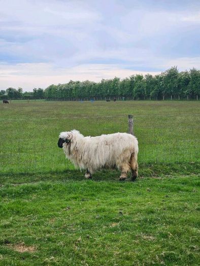 Valais Blacknose