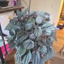 plants Image 6