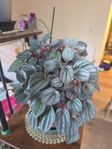 plants