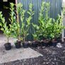 4 ft Laurel in 5 litre pot just 5 euro Image 2