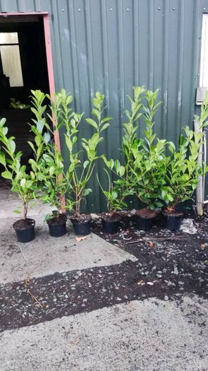 4 ft Laurel in 5 litre pot just 5 euro