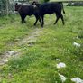 2 suckler cows + 2 calfs Image 8