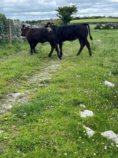 2 suckler cows + 2 calfs