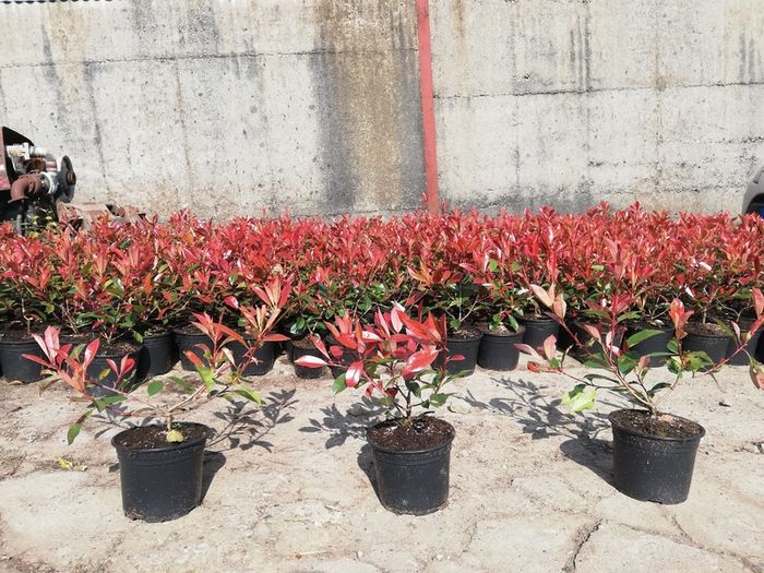 Red Robin Hedging