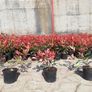 Red Robin Hedging Image 8