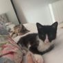kittens free to good home Image 4