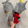 Pleasant Goat And Big Big Wolf Jumbo Wolnie and WOLFFY Plush approx. 23 TV Show Chinese Anime Used Damaged Please see photos Image 10
