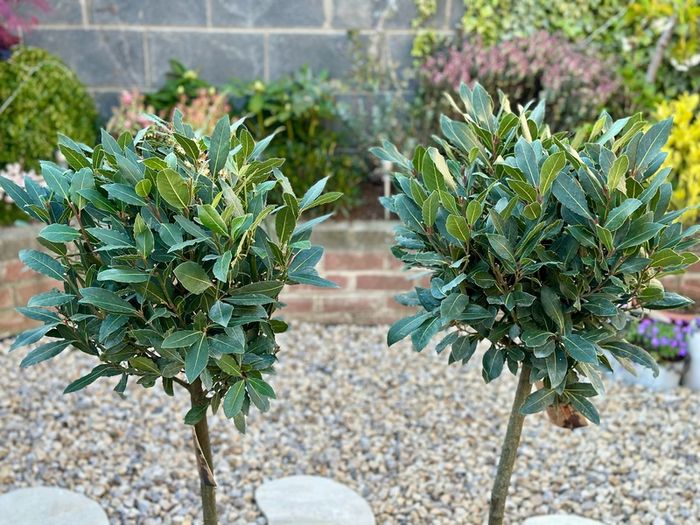 Laurus Nobilis with 35cm head in 10L pot and 120cm in height