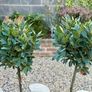 Laurus Nobilis with 35cm head in 10L pot and 120cm in height Image 3