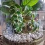 Home plant Image 2