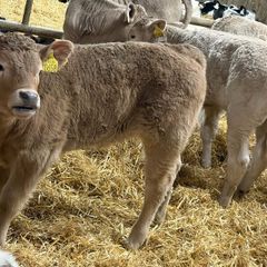14 Charolais Heifer Calves
