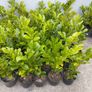Potted Laurel and Grisilinia Image 3