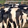 Incalf heifers Image 4