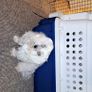 Dog crate Image 4
