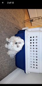 Dog crate large
