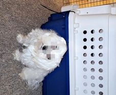 Dog crate large