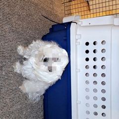 Dog crate large