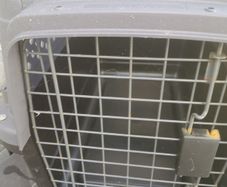 For sale pet carrier box