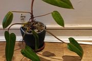 Philodendron Painted Lady - updated photos