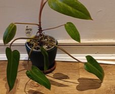 Philodendron Painted Lady - updated photos