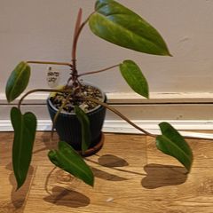 Philodendron Painted Lady - updated photos