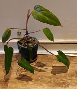Philodendron Painted Lady - updated photos