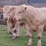 Charolais Buls Image 2