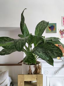 Plant aglaonema