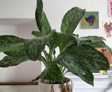 Plant aglaonema