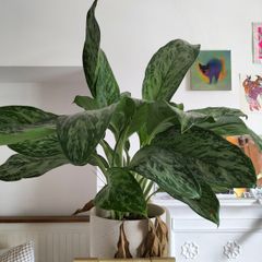 Plant aglaonema
