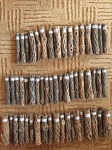Pieces Cholla Cactus Wood 6"/Chinchilla Chews, shrimps, fishtank