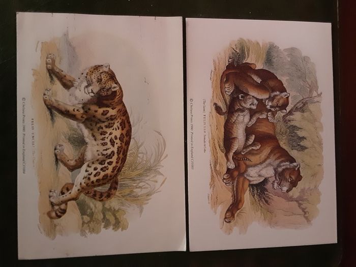 Nice selection of animal and bird print's