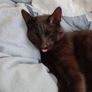 Cat for adoption Image 6