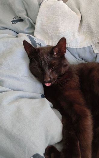 Cat for adoption