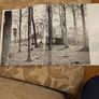 Forest Images. Fr Browne's Woodland Photographs From Emo Court Co Laois. Fabolous FIRST EDITION Large Volume Hardback In Good Condition.  See Photos For Same. Image 9
